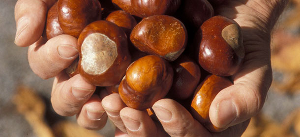 A.Vogel Nachhaltig Bewilligte Wildsammlung: Rosskastanien, Aesculus Hippocastanum