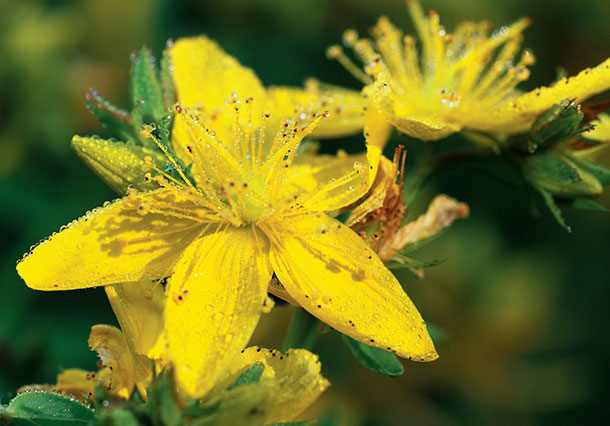A.Vogel Frischpflanzenverarbeitung Hypericum perforatum, Johanniskraut